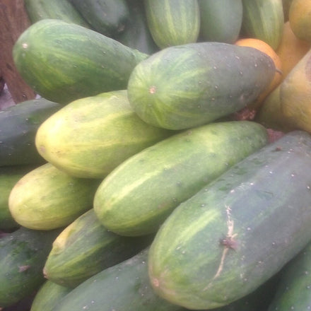 Cucumber (Iran)