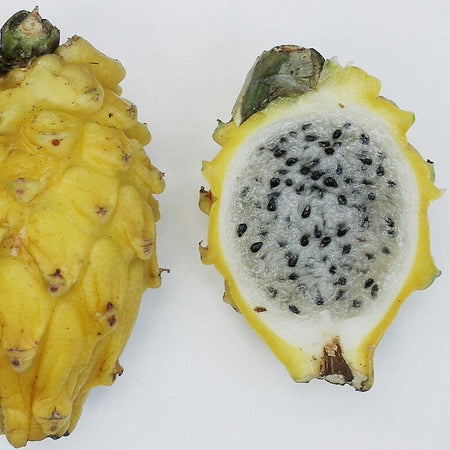 Dragon Fruit (Pitaya) - Yellow (Thailand)