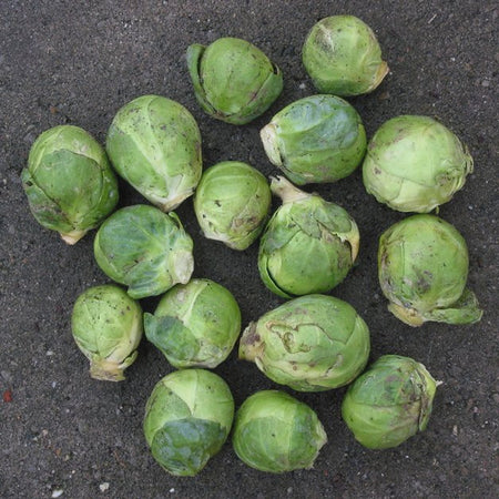 Brussels Sprouts (Netherlands)