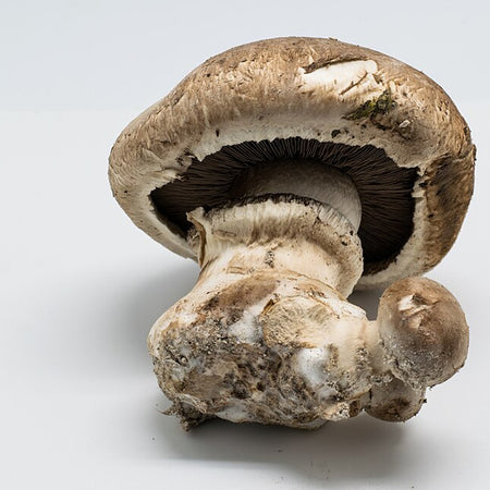 Mushroom - Portabella (Netherlands)