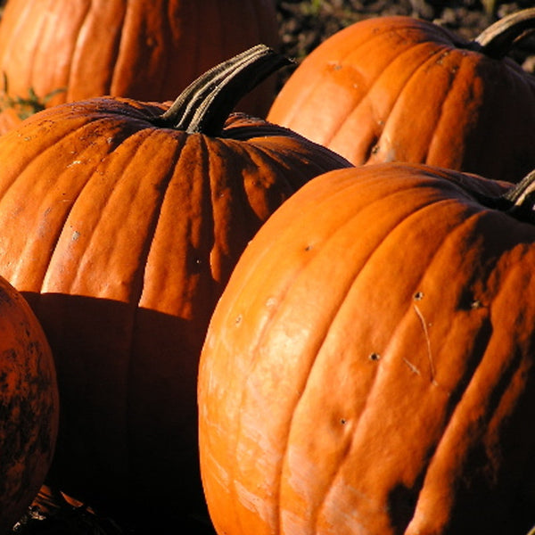 Pumpkin - Red (Oman, 5 kg - 7 kg)