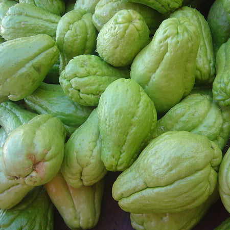 Chayote (Chow Chow) (India)