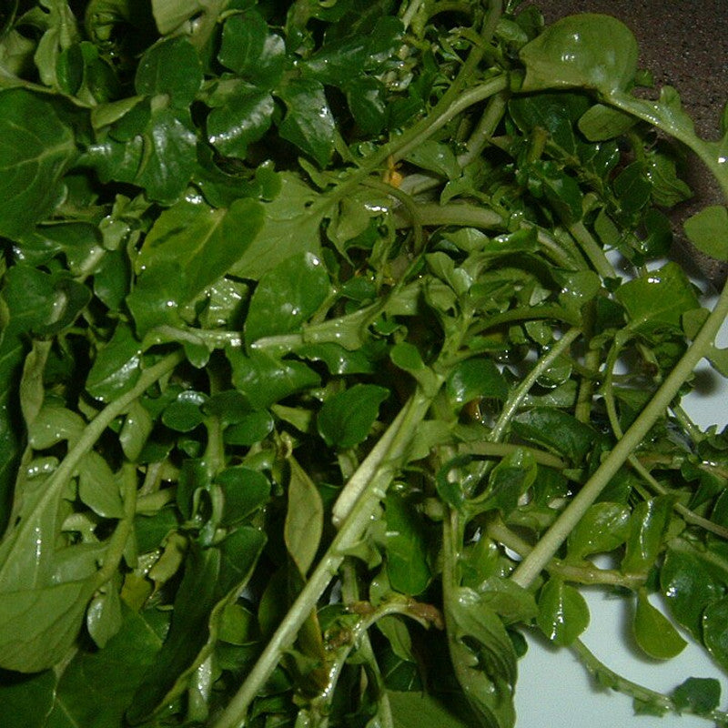 Watercress (Oman)