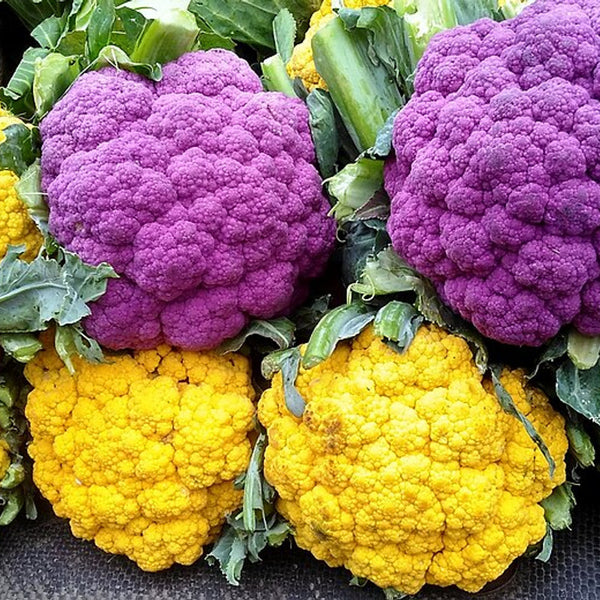 Cauliflower - Orange (Netherlands)