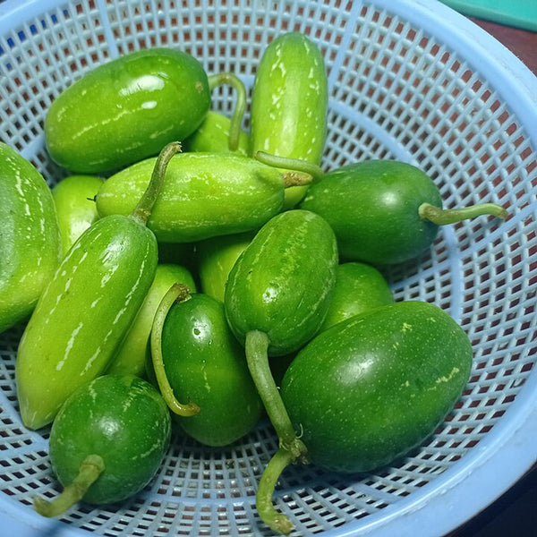 Ivy Gourd (Tindora) (India)