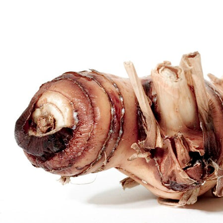 Galangal (Thailand)