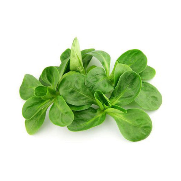 Lettuce - Mache (Lamb's) (Italy)