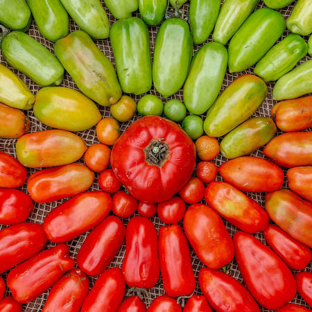 Tomato - Green (Italy)