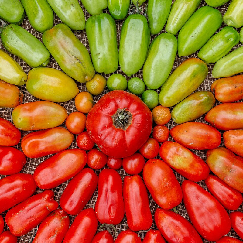 Tomato - Green (Italy)