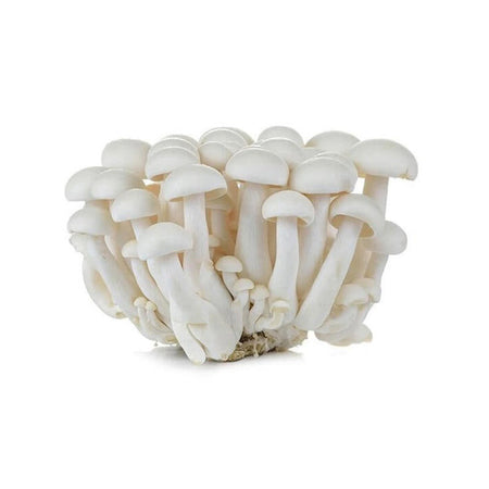 Mushroom - Shimeji (China)