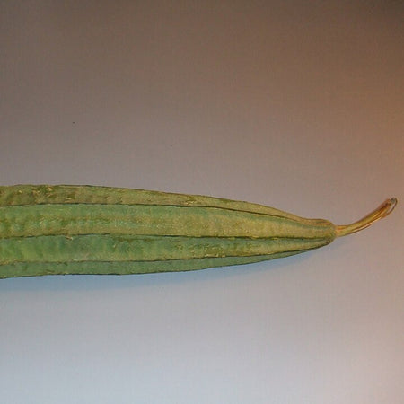 Sponge Gourd (Turai/Galka) (Pakistan)
