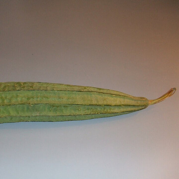 Sponge Gourd (Turai/Galka) (Pakistan)