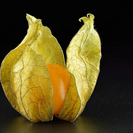Cape Gooseberry (Physalis) (Colombia) - RAZ208