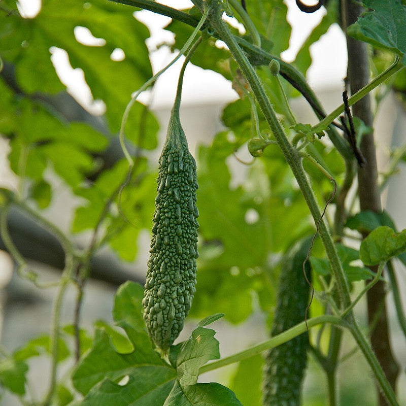 Bitter Gourd (Karela) (Organic) (Pakistan)