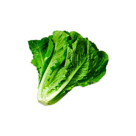 Lettuce - Romaine (Oman)
