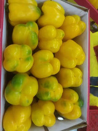 Capsicum Yellow Oman 🇴🇲