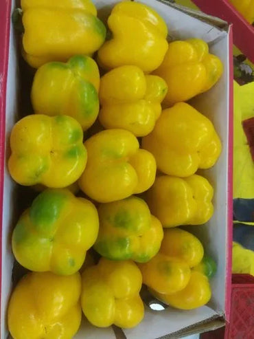 Capsicum Yellow Oman 🇴🇲